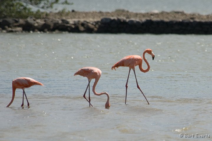 DSC_1174.jpg - Caribbean Flamingo